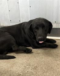 Shelter Stray Male Dog last seen Near BLOCK S GIFFORD AVE, 333 Chandler Pl, San Bernardino, CA 92408, USA
