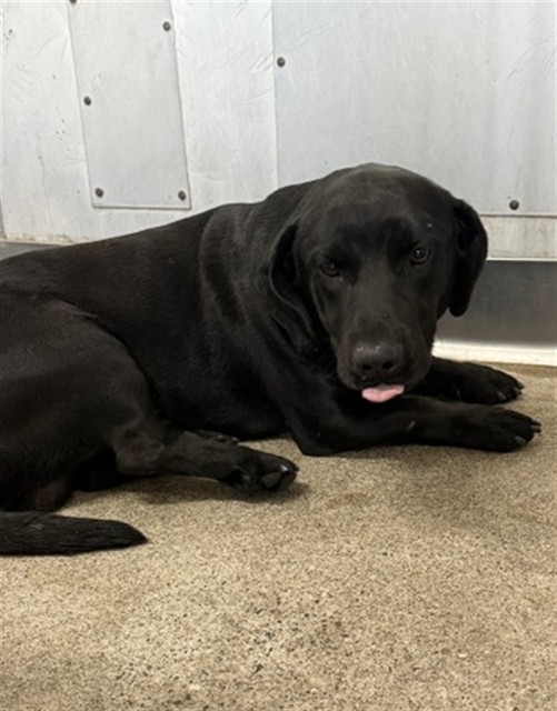 Shelter Stray Male Dog last seen Near BLOCK S GIFFORD AVE, 333 Chandler Pl, San Bernardino, CA 92408, USA