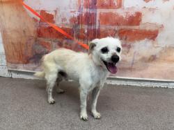 Shelter Stray Male Dog last seen WISTERIA AND JACKSON, 333 Chandler Pl, San Bernardino, CA 92408, USA