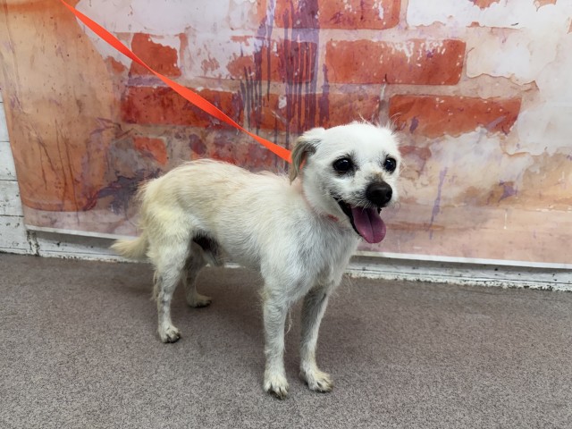Shelter Stray Male Dog last seen WISTERIA AND JACKSON, 333 Chandler Pl, San Bernardino, CA 92408, USA