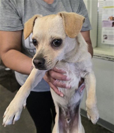 Shelter Stray Male Dog last seen , 1850 W 60th St, Los Angeles, CA 90047, USA