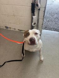 Shelter Stray Female Dog last seen Near BLOCK INLAND CENTER DR, 333 Chandler Pl, San Bernardino, CA 92408, USA