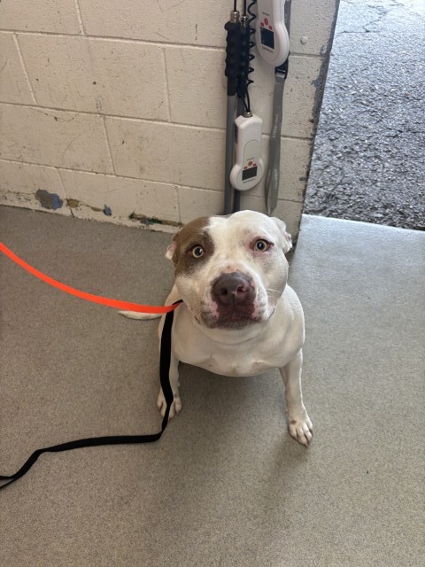 Shelter Stray Female Dog last seen Near BLOCK INLAND CENTER DR, 333 Chandler Pl, San Bernardino, CA 92408, USA