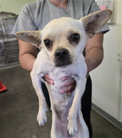 Shelter Stray Female Dog last seen , 1850 W 60th St, Los Angeles, CA 90047, USA