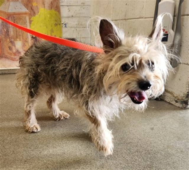 Shelter Stray Female Dog last seen BARTON RD AND WATERMAN, 333 Chandler Pl, San Bernardino, CA 92408, USA