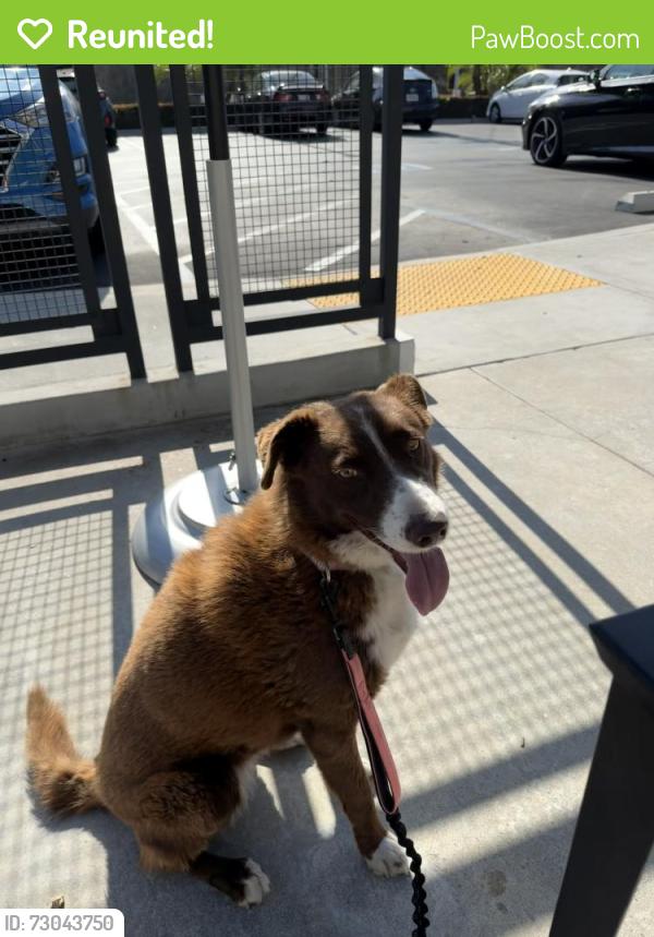 Reunited Female Dog last seen Sunset lane elementary, Fullerton, CA 92833