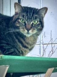 Shelter Stray Female Cat last seen , 11361 W Pico Blvd, Los Angeles, CA 90064, USA