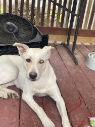 Found/Stray Female Dog last seen Greens Rd and 45, Houston, TX 77032