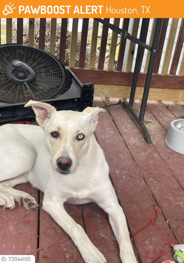 Found/Stray Female Dog last seen Greens Rd and 45, Houston, TX 77032