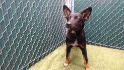 Shelter Stray Female Dog last seen , 11258 Garfield Ave, Downey, CA 90242, USA