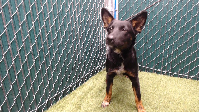 Shelter Stray Female Dog last seen , 11258 Garfield Ave, Downey, CA 90242, USA
