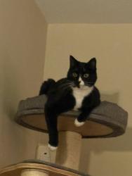 Lost Female Cat last seen SW Heiney, Gresham, OR 97080