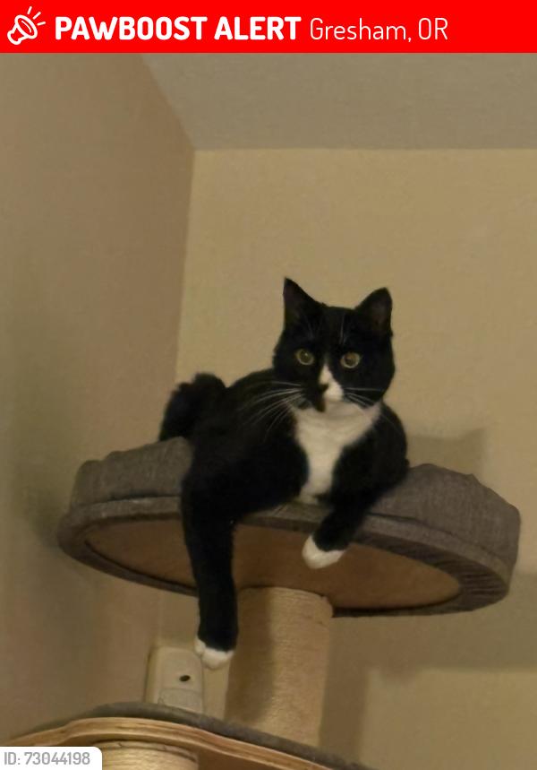 Lost Female Cat last seen SW Heiney, Gresham, OR 97080