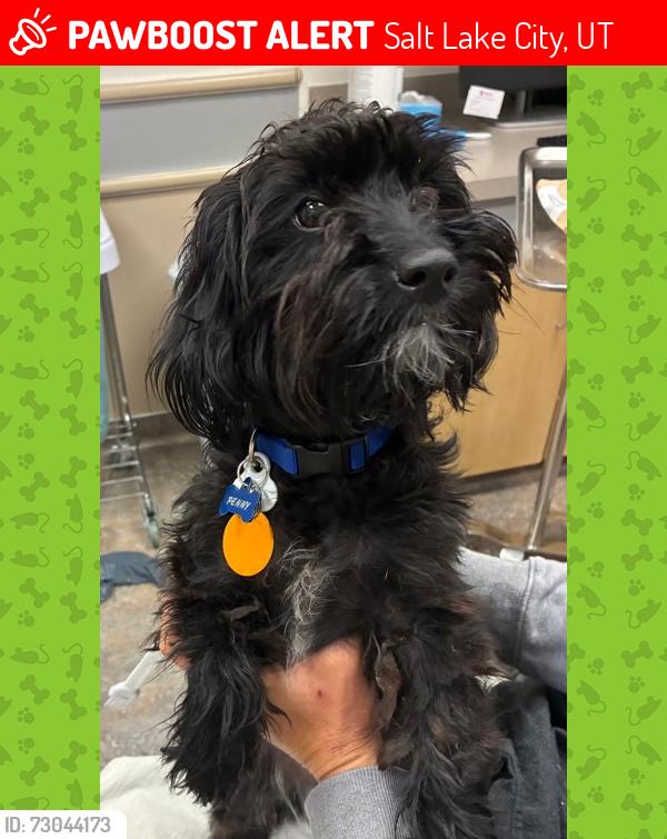 Lost Female Dog last seen Target , Salt Lake City, UT 84114