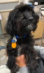 Lost Female Dog last seen Target , Salt Lake City, UT 84114