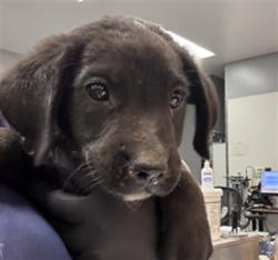 Shelter Stray Male Dog last seen Near BLOCK AVENUE 48 COACHELLA CA 92236, Thousand Palms, CA, USA