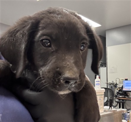 Shelter Stray Male Dog last seen Near BLOCK AVENUE 48 COACHELLA CA 92236, Thousand Palms, CA, USA