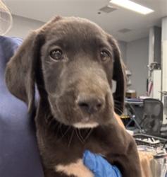 Shelter Stray Male Dog last seen Near BLOCK AVENUE 48 COACHELLA CA 92236, Thousand Palms, CA, USA