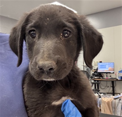 Shelter Stray Male Dog last seen Near BLOCK AVENUE 48 COACHELLA CA 92236, Thousand Palms, CA, USA