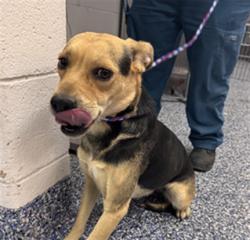 Shelter Stray Female Dog last seen Near BLOCK NATIONAL AVE, MECCA, CA, Thousand Palms, CA, USA