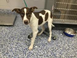 Shelter Stray Male Dog last seen Near BLOCK TYLER AVE, COACHELLA CA 92236, Thousand Palms, CA, USA