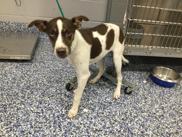 Shelter Stray Male Dog last seen Near BLOCK TYLER AVE, COACHELLA CA 92236, Thousand Palms, CA, USA