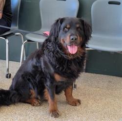 Shelter Stray Male Dog last seen , 957 N Gaffey St, San Pedro, CA 90731, USA