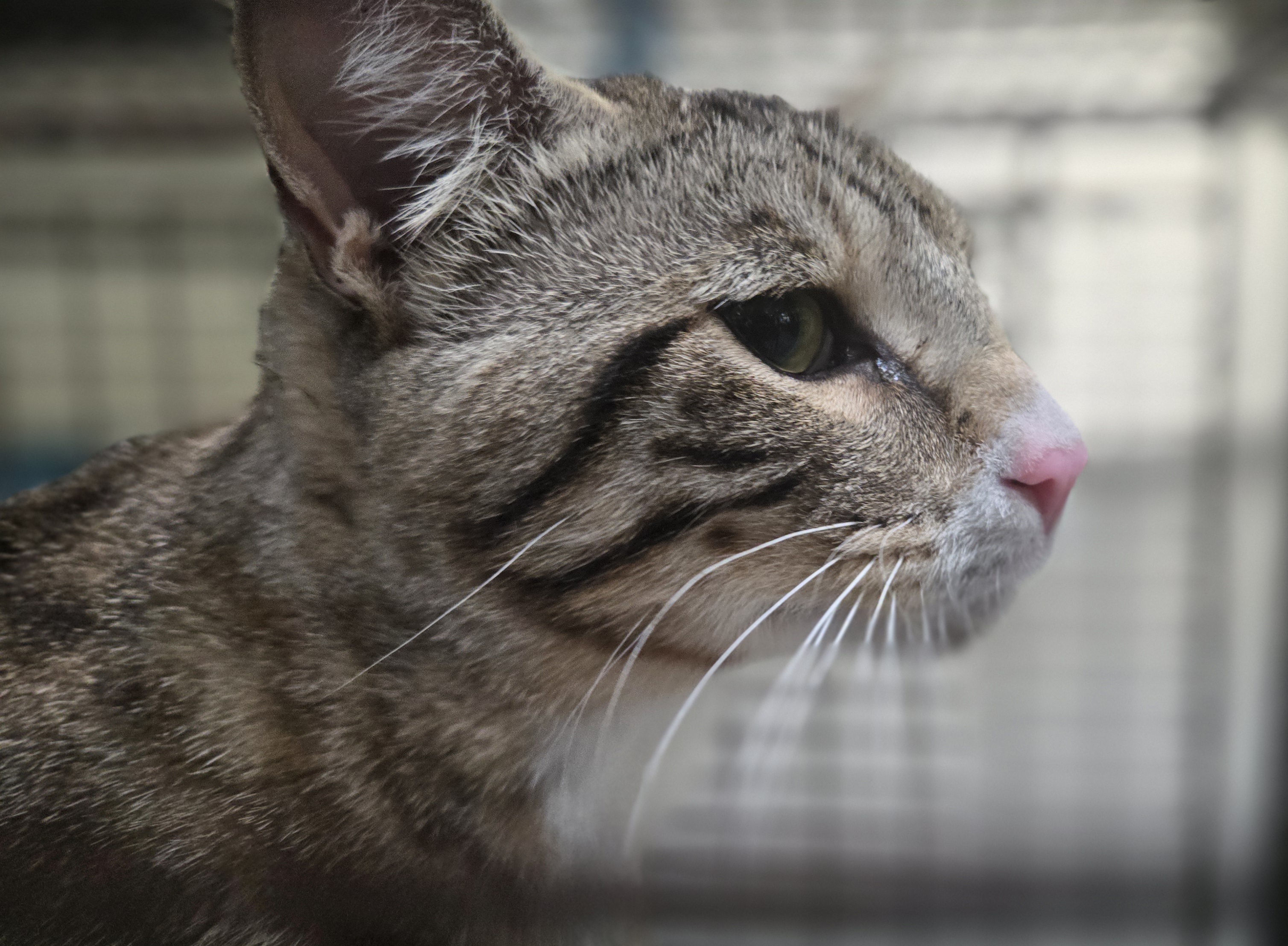 Shelter Stray Male Cat last seen , 3201 Lacy St, Los Angeles, CA 90031, USA