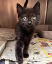 Shelter Stray Female Cat last seen , 3201 Lacy St, Los Angeles, CA 90031, USA