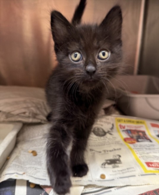 Shelter Stray Female Cat last seen , 3201 Lacy St, Los Angeles, CA 90031, USA