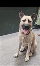 Shelter Stray Male Dog last seen , 3201 Lacy St, Los Angeles, CA 90031, USA