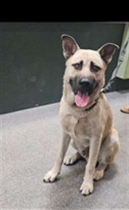 Shelter Stray Male Dog last seen , 3201 Lacy St, Los Angeles, CA 90031, USA
