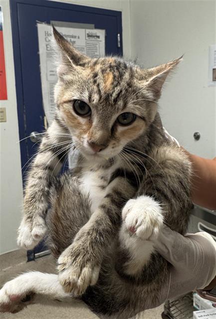 Shelter Stray Female Cat last seen Near BLOCK W E ST, TEHACHAPI CA 93561, 3951 Fruitvale Ave, Bakersfield, CA 93308, USA
