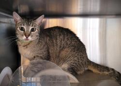 Shelter Stray Female Cat last seen , 3201 Lacy St, Los Angeles, CA 90031, USA