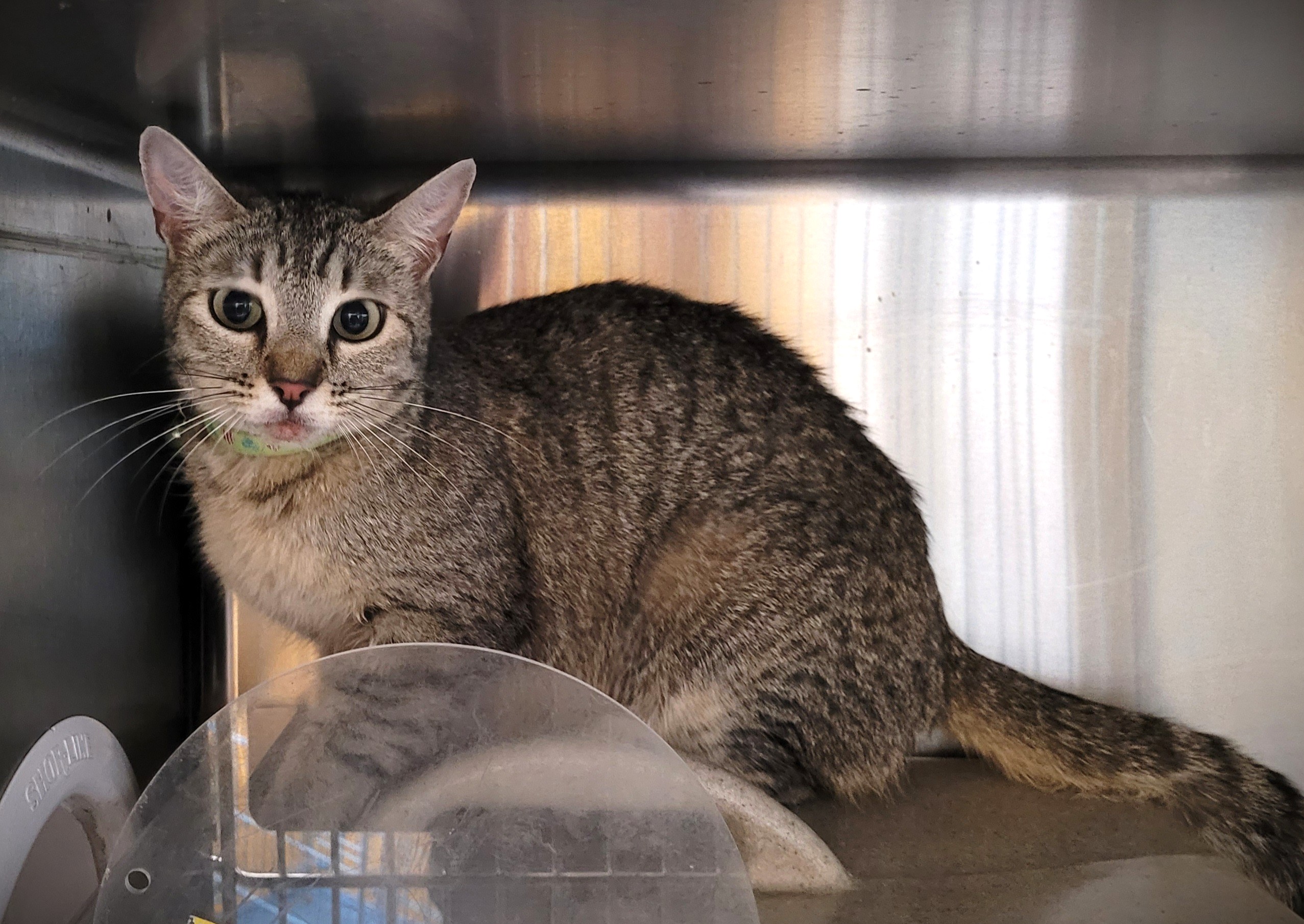 Shelter Stray Female Cat last seen , 3201 Lacy St, Los Angeles, CA 90031, USA