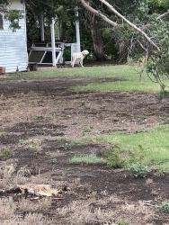 Found/Stray Unknown Dog last seen 60st, Oklahoma City, OK 73132