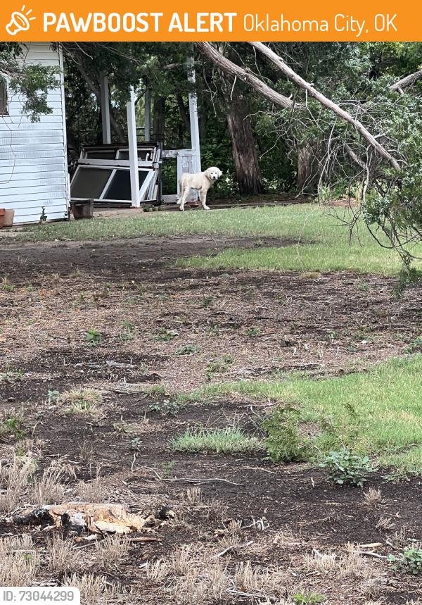 Found/Stray Unknown Dog last seen 60st, Oklahoma City, OK 73132