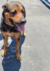 Shelter Stray Male Dog last seen , 3201 Lacy St, Los Angeles, CA 90031, USA