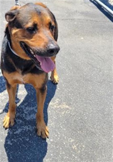 Shelter Stray Male Dog last seen , 3201 Lacy St, Los Angeles, CA 90031, USA