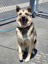 Shelter Stray Male Dog last seen , 3201 Lacy St, Los Angeles, CA 90031, USA