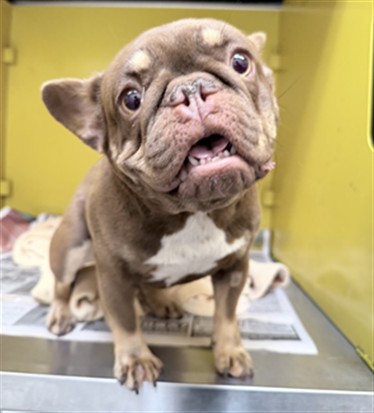 Shelter Stray Female Dog last seen , 3201 Lacy St, Los Angeles, CA 90031, USA