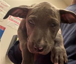 Shelter Stray Female Dog last seen , 14409 Vanowen St, Van Nuys, CA 91405, USA