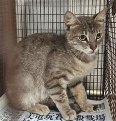 Shelter Stray Female Cat last seen , 3201 Lacy St, Los Angeles, CA 90031, USA