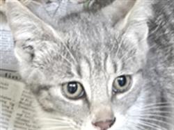 Shelter Stray Female Cat last seen , 3201 Lacy St, Los Angeles, CA 90031, USA