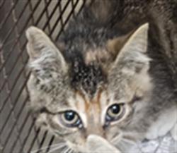 Shelter Stray Female Cat last seen , 3201 Lacy St, Los Angeles, CA 90031, USA