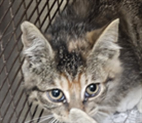 Shelter Stray Female Cat last seen , 3201 Lacy St, Los Angeles, CA 90031, USA