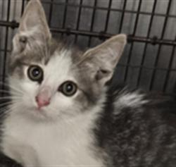 Shelter Stray Male Cat last seen , 3201 Lacy St, Los Angeles, CA 90031, USA