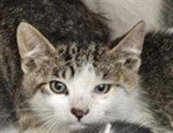 Shelter Stray Male Cat last seen , 3201 Lacy St, Los Angeles, CA 90031, USA