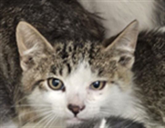 Shelter Stray Male Cat last seen , 3201 Lacy St, Los Angeles, CA 90031, USA