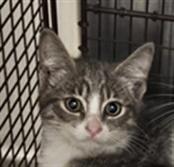 Shelter Stray Female Cat last seen , 3201 Lacy St, Los Angeles, CA 90031, USA